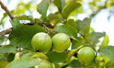 Plantar e cultivar frutíferas em vaso pode garantir colheita dessas 7 frutas em casa mesmo sem quintal ou muito espaço