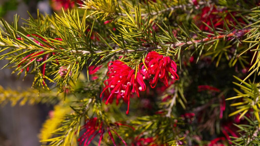 Essa muda frágil cresceu tanto que hoje é o que mais chama atenção no lugar