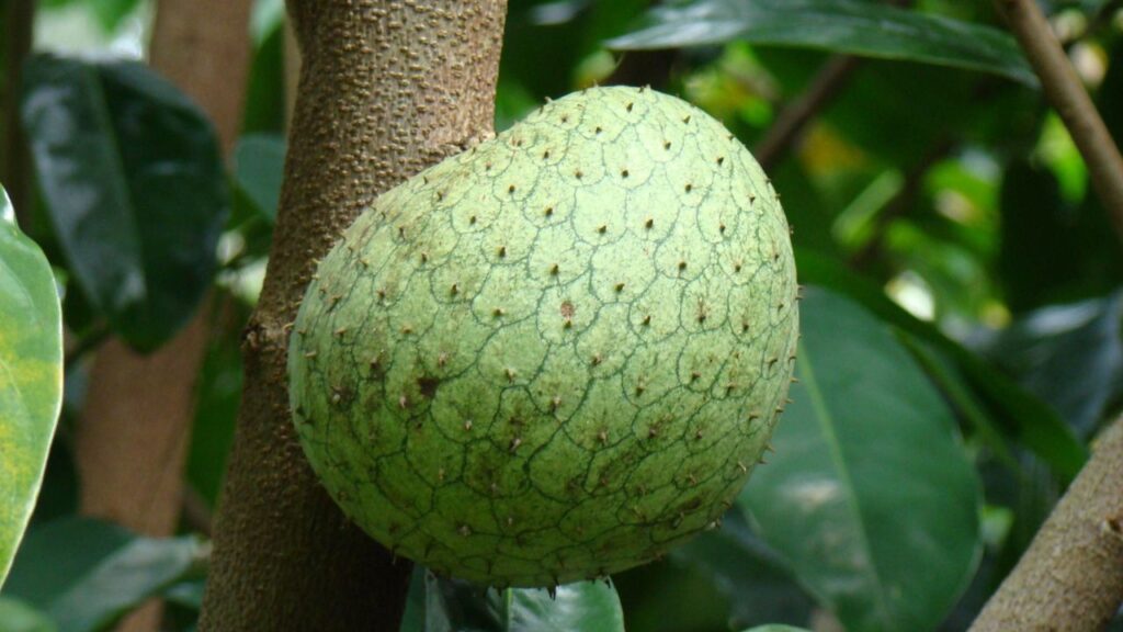 Uma frutífera simples prospera em solos pobres e guarda um encanto discreto