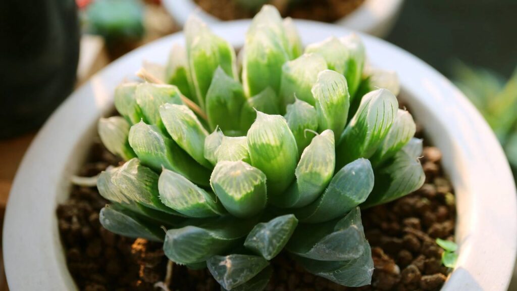 As melhores suculentas para cultivar em ambientes internos