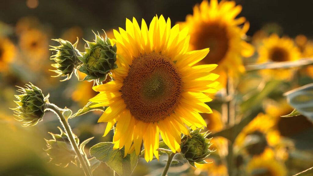 O girassol é a planta que representa alegria e vitalidade e ilumina até os dias mais difíceis