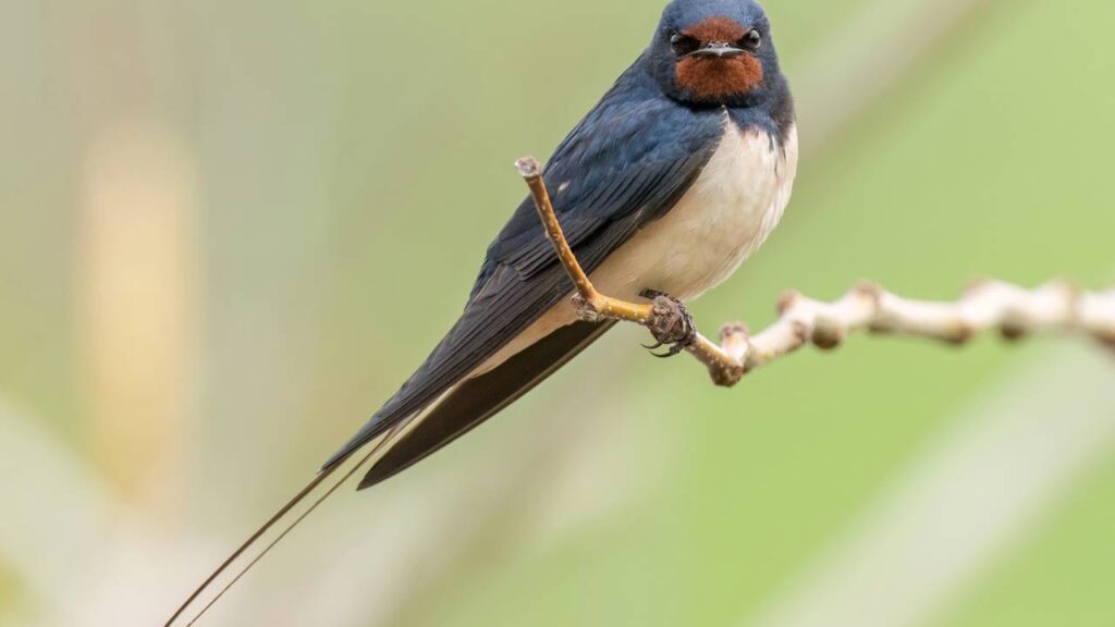 Por que algumas aves simplesmente desaparecem em certas épocas do ano
