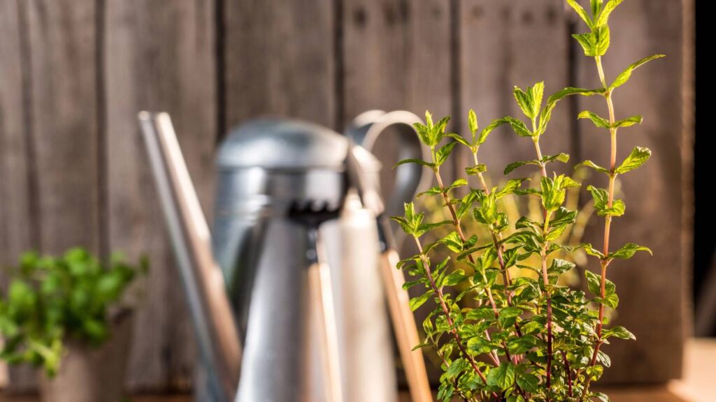 Hortelã em casa: 5 dicas fáceis para cultivar e ver a planta crescer rápido