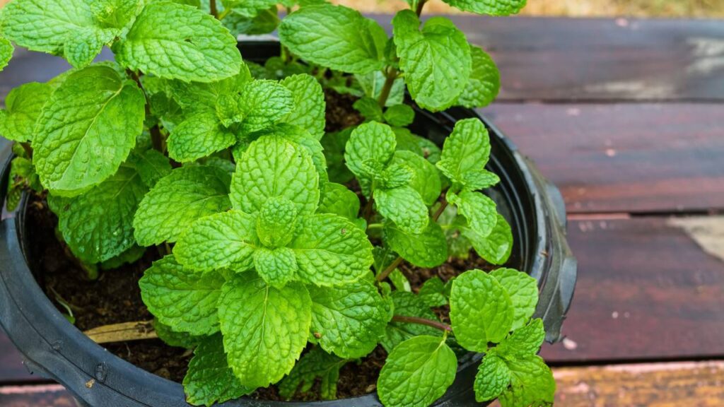 Como a hortelã protege outras plantas e ainda espanta pernilongos com seu aroma fresco e natural