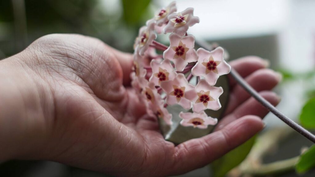 A flor-de-cera se tornou símbolo de cuidado e constância por um motivo especial