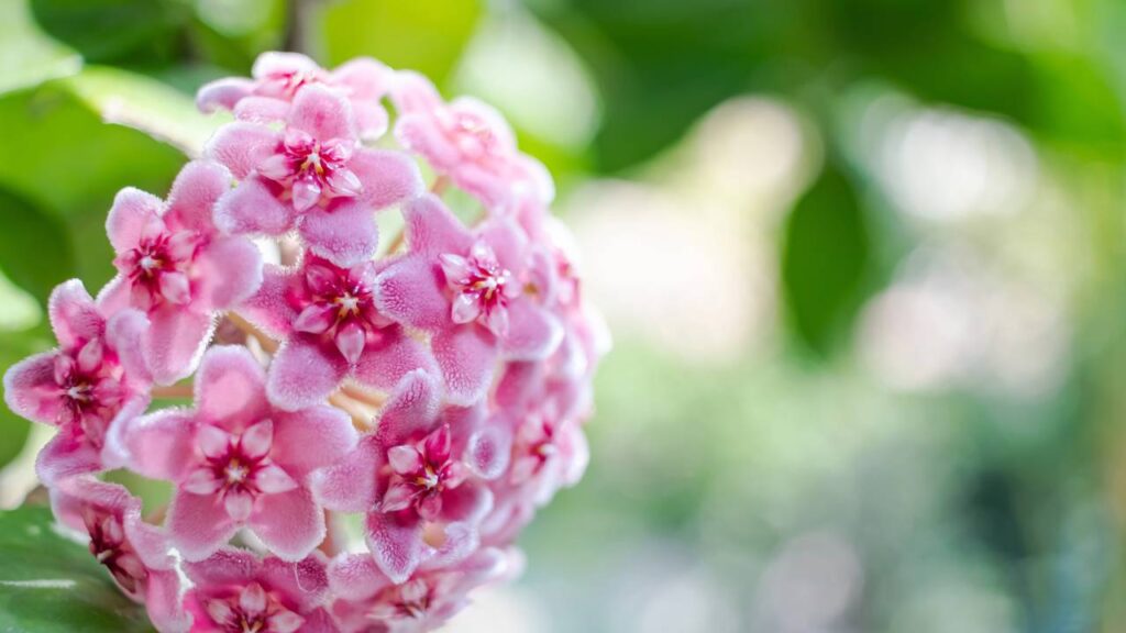 Essa planta passou a simbolizar laços duradouros e ganhou espaço como presente especial