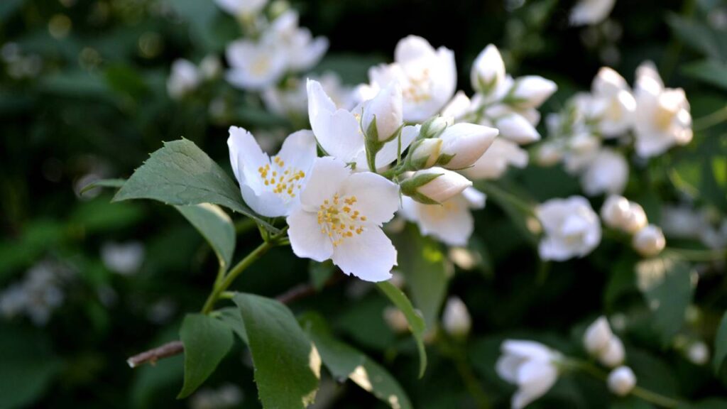 O jasmim é a planta usada como talismã de amor e união e ainda perfuma a casa com delicadeza