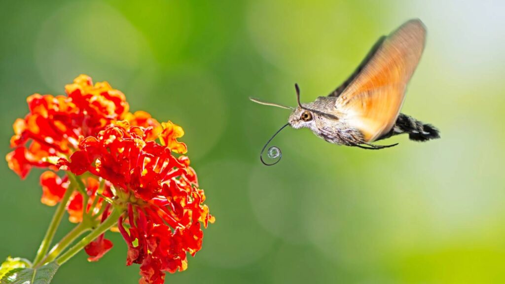 A lantana é a flor que floresce em pouco tempo e atrai borboletas para qualquer cantinho da casa