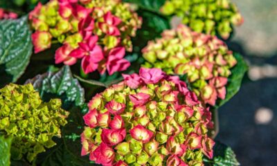 10 flores de fácil cultivo para vaso ou jardim que crescem bem mesmo para quem nunca plantou