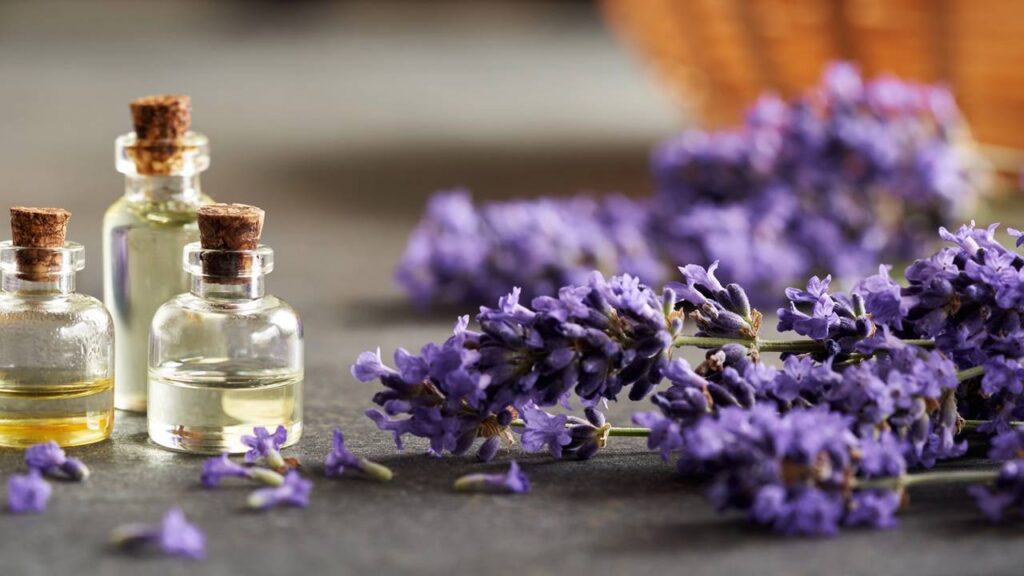 Essa planta medicinal repele mosquitos e traz um aroma que ajuda a dormir melhor todas as noites