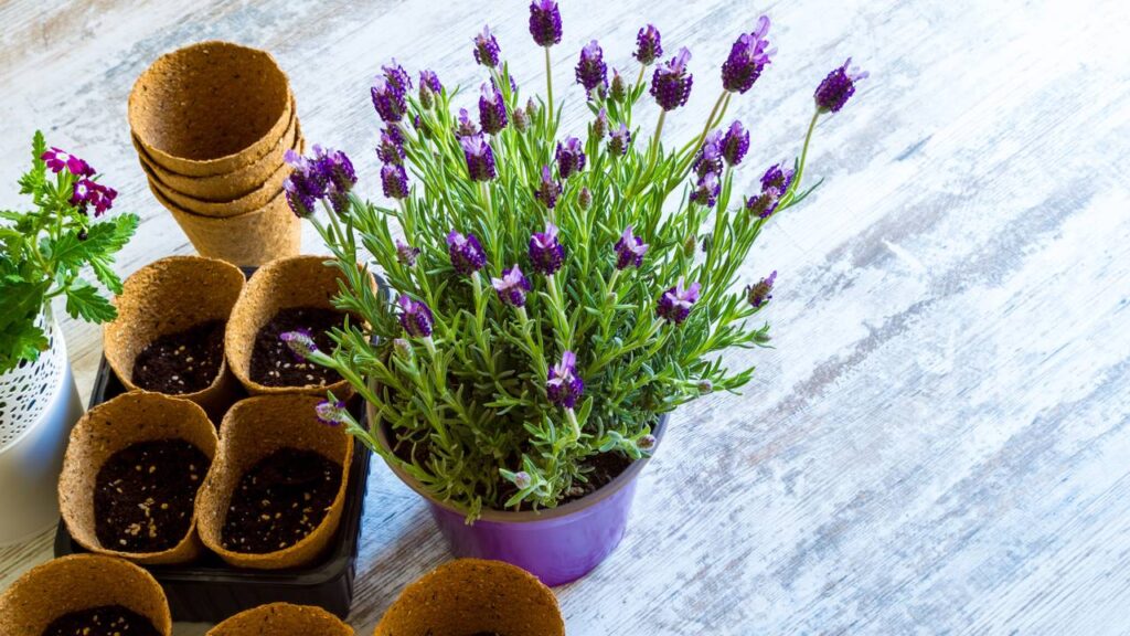 A lavanda francesa que plantei me mostrou, aos poucos, que paciência transforma até os dias mais corridos