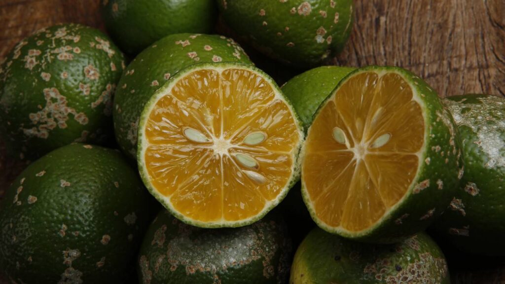 Uma muda de limão-cravo pode encher o vaso de frutos com poucos cuidados