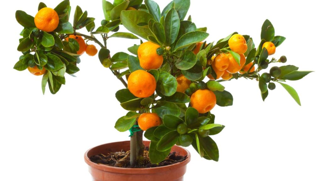 As 10 melhores frutíferas para espaços pequenos e cultivo em vasos