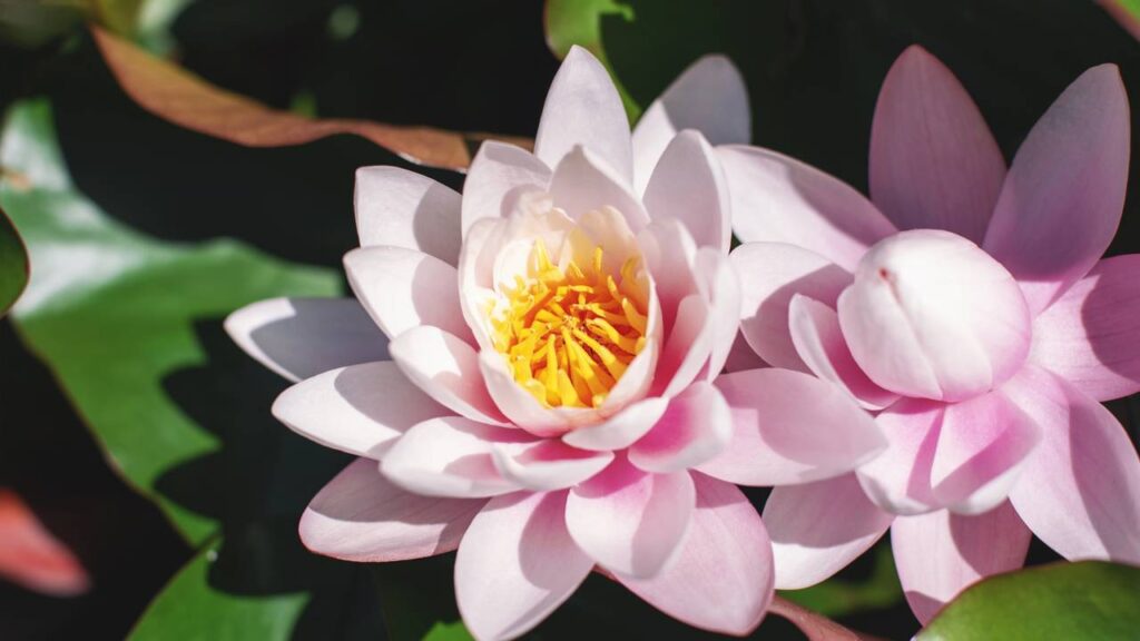 A flor de lótus guarda um significado profundo que transforma qualquer ambiente