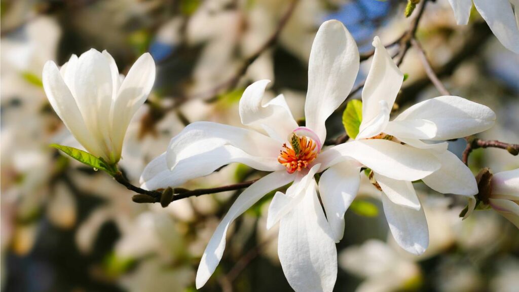 Essa magnólia me lembrou que tudo tem seu tempo para florescer e trouxe uma lição inesperada