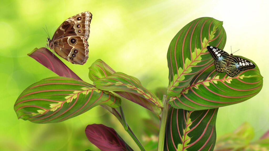 Comecei a reparar que minhas plantas reagiam quando o clima mudava em casa