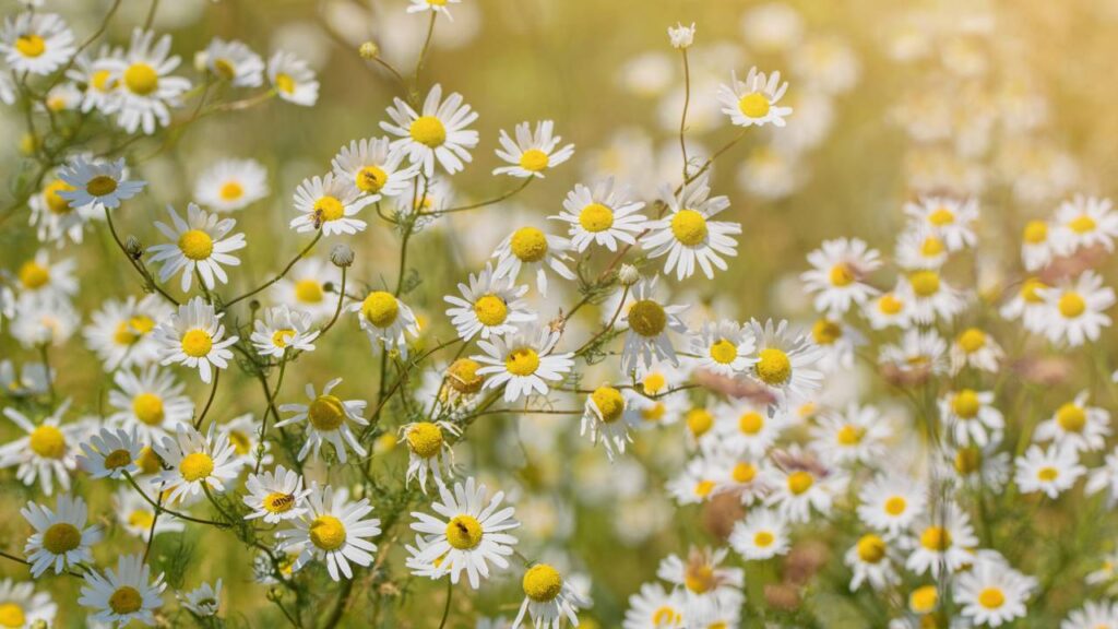 A camomila guarda um efeito surpreendente para momentos de tensão