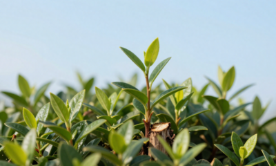 Meu pé de pitanga floresceu no mesmo dia em que tomei uma decisão que mudou tudo