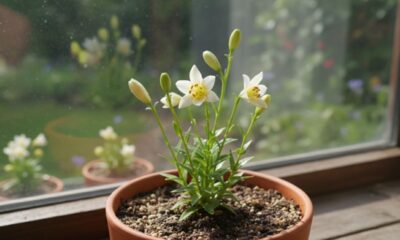 Mini-lírio se tornou um presente associado a respeito e admiração sinceros