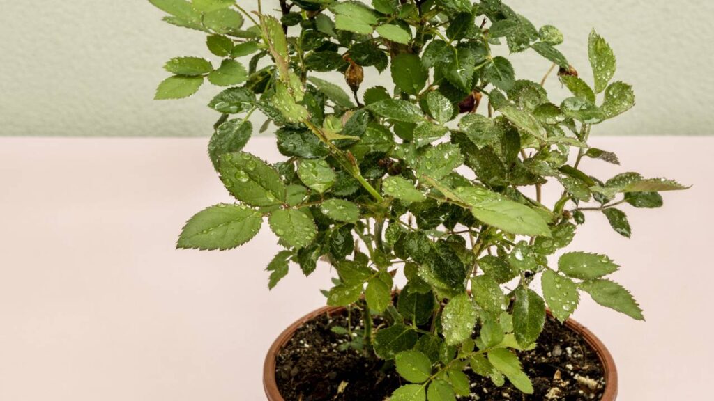 Quem presenteia com mini-rosa costuma querer dizer algo além das palavras