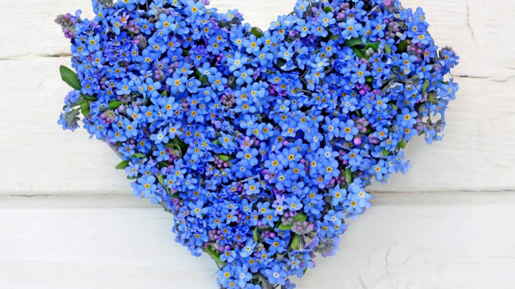 Essa flor delicada cresce bem em vasos pequenos e surpreende em floreiras de janela