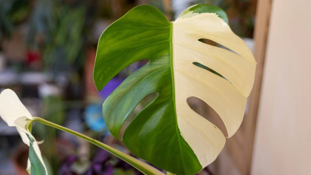 Cuidar dessa planta me ensinou que o crescimento silencioso também transforma tudo