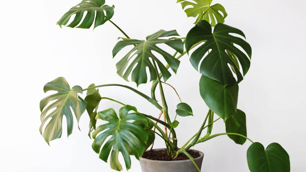 Algumas plantas murcham durante o dia e se recuperam à noite por um motivo curioso