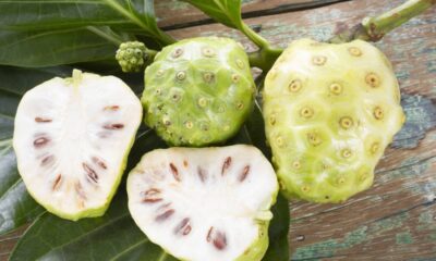 Plantas proibidas no Brasil e os motivos que levaram à restrição