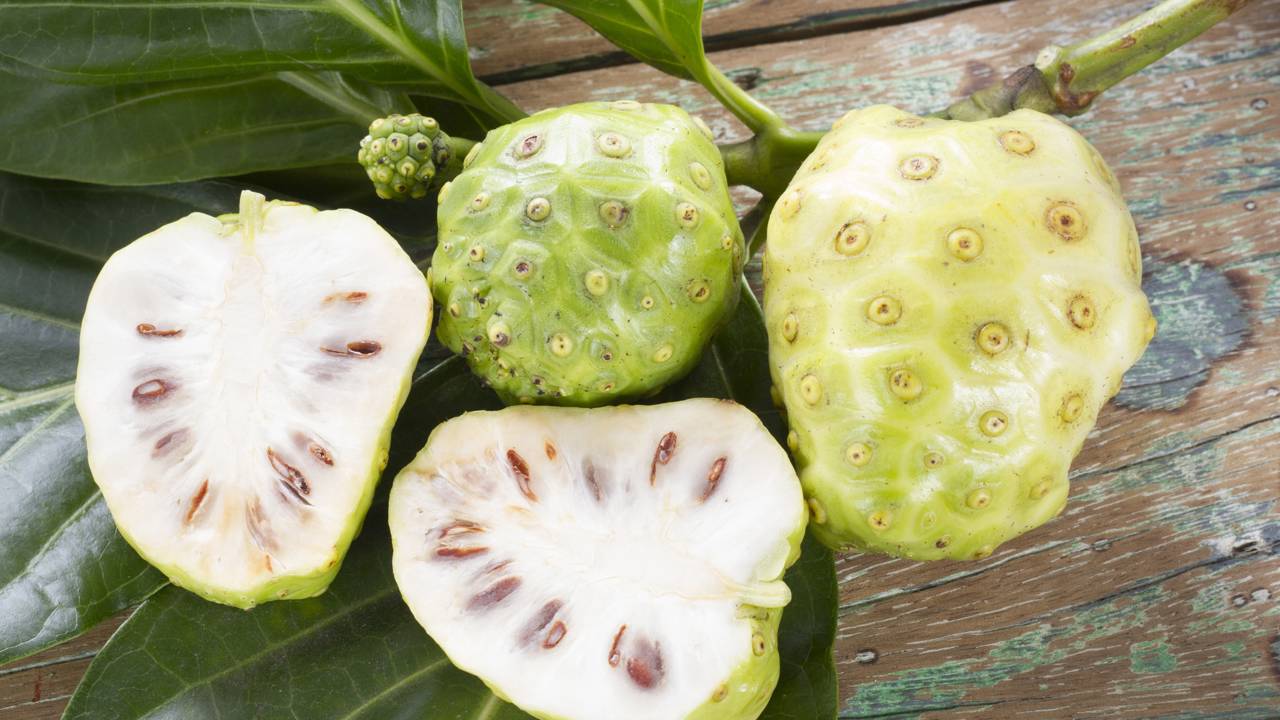 Plantas proibidas no Brasil e os motivos que levaram à restrição