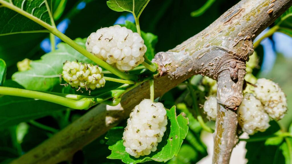 A amora-branca se adapta bem ao cultivo doméstico com poucos cuidados