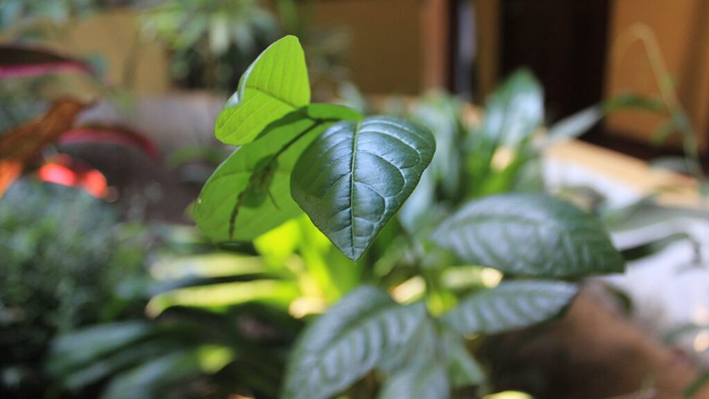 A guiné é a planta usada em rituais de purificação e harmonia e traz uma energia tranquila ao ambiente