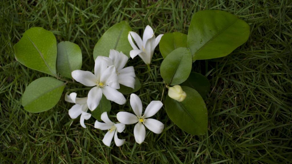 O aroma das flores muda ao anoitecer e deixa o jardim com outro clima