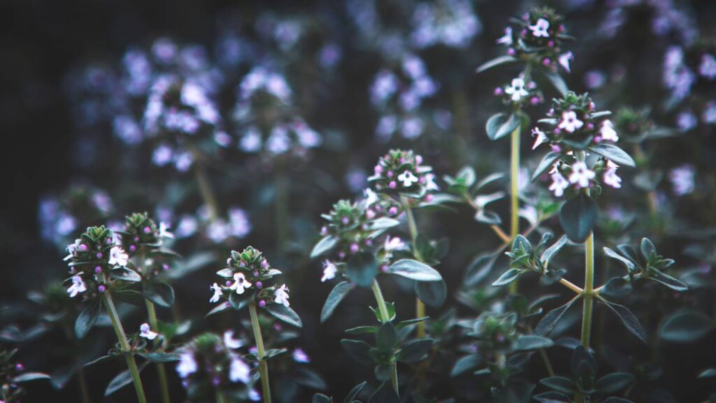 Há algo no manjericão que protege o jardim e surpreende quem cultiva