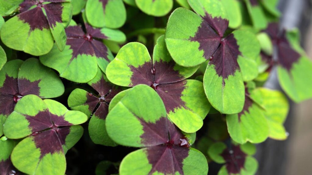 A planta que muitos associam à esperança verdadeira e à confiança no futuro