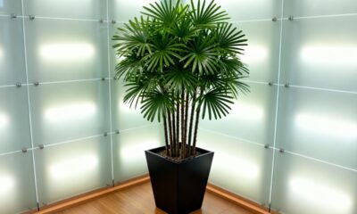 A palmeira-ráfis chama atenção por crescer de um jeito que inspira confiança