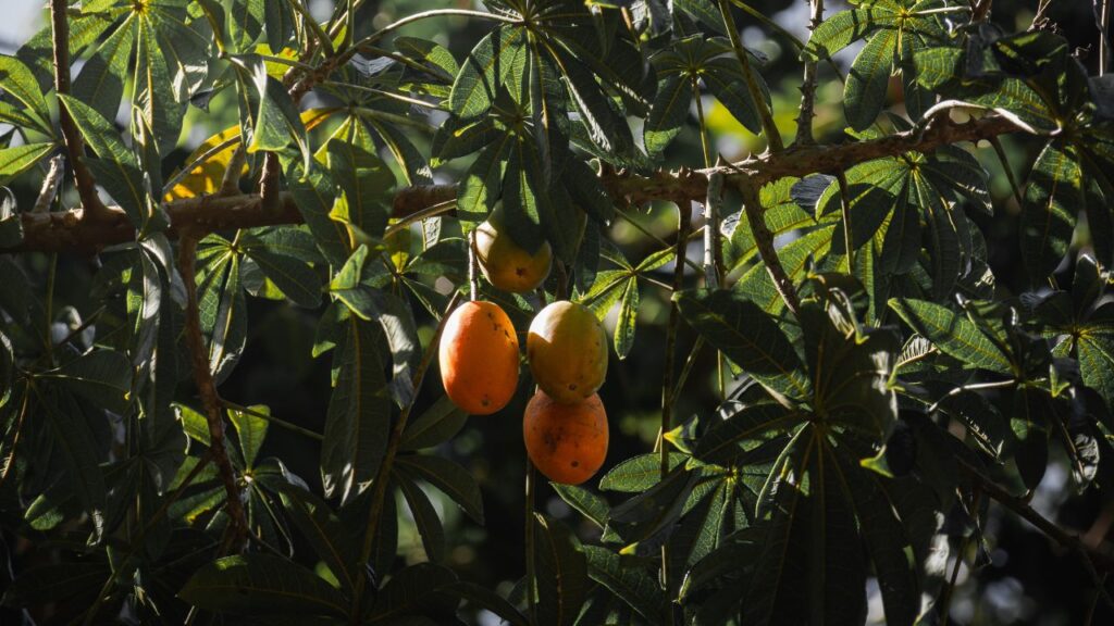 Jaracatiá é uma fruta diferente que surpreende quem prova e quem tenta cultivar