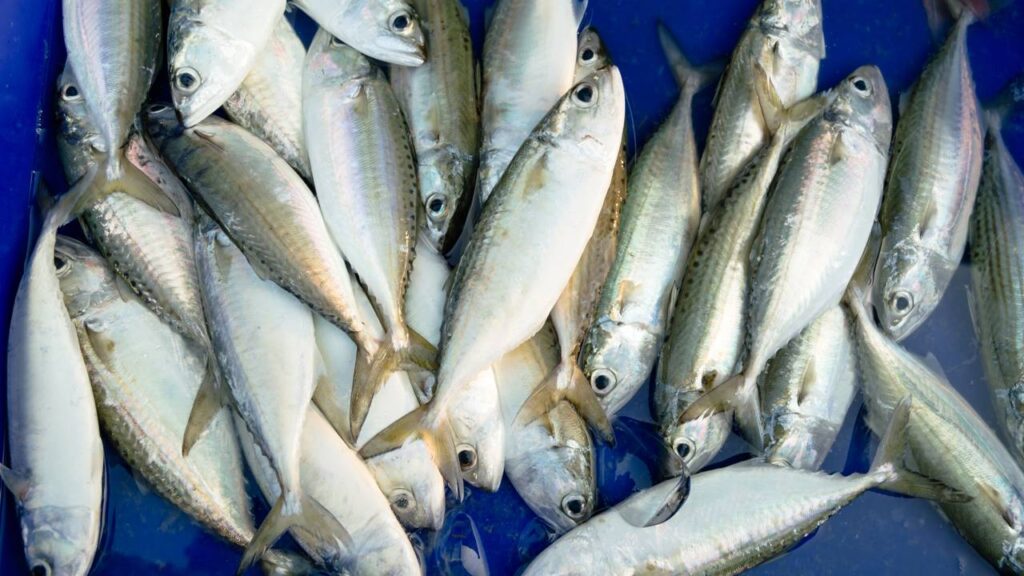 Conheça os melhores alimentos do mundo para saúde e como eles ajudam o corpo a funcionar melhor no dia a dia