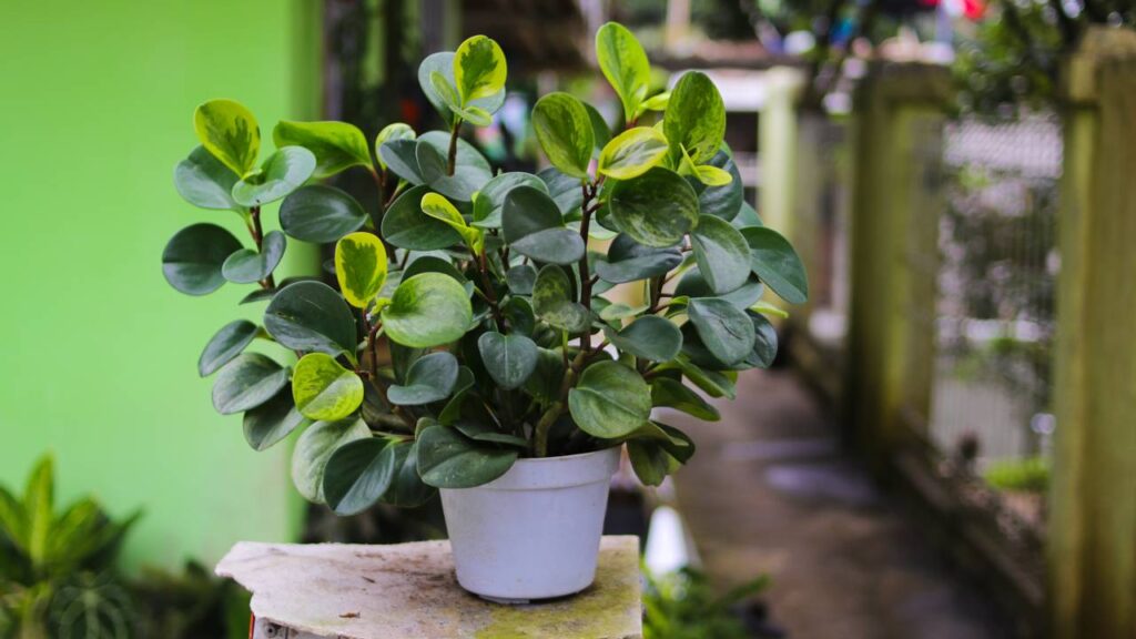Essa planta discreta me ensinou a enxergar beleza nos detalhes mais simples