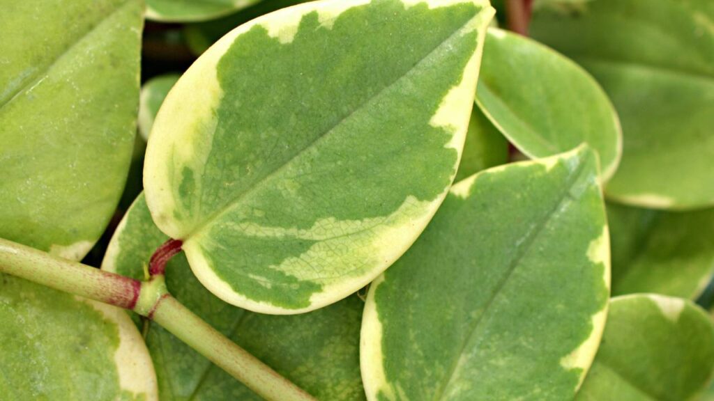 A peperômia é uma planta simples, mas que carrega muita beleza consigo - Créditos: depositphotos.com / suganyasopat