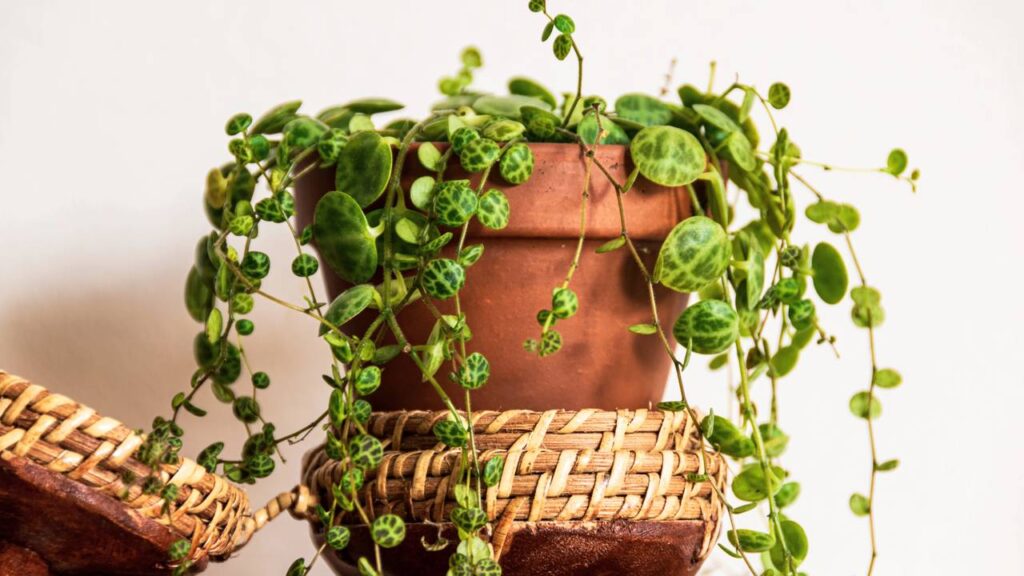 Essa planta passou a simbolizar vínculos leves e relações sinceras