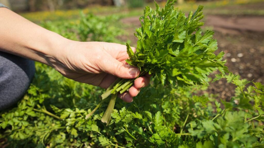 A forma de plantar salsa lisa influencia mais no sabor