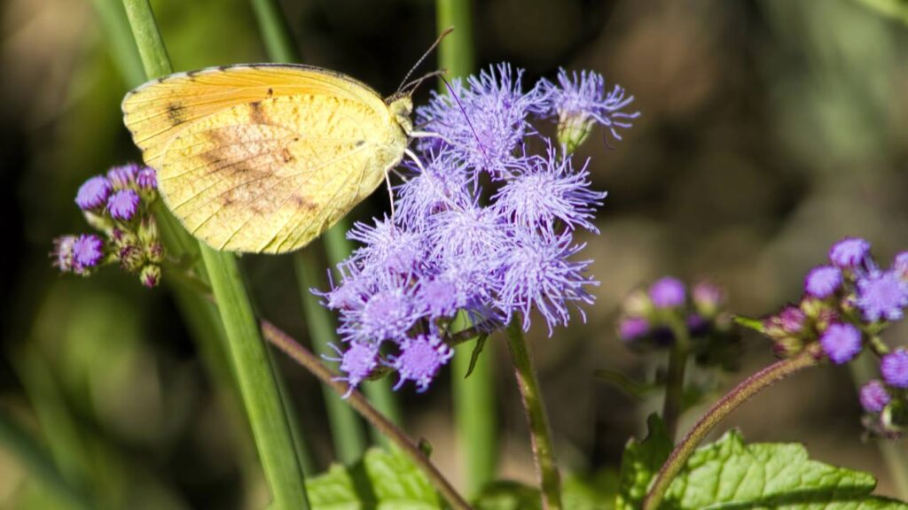 Borboletas costumam aparecer sempre no mesmo horário e isso tem explicação natural