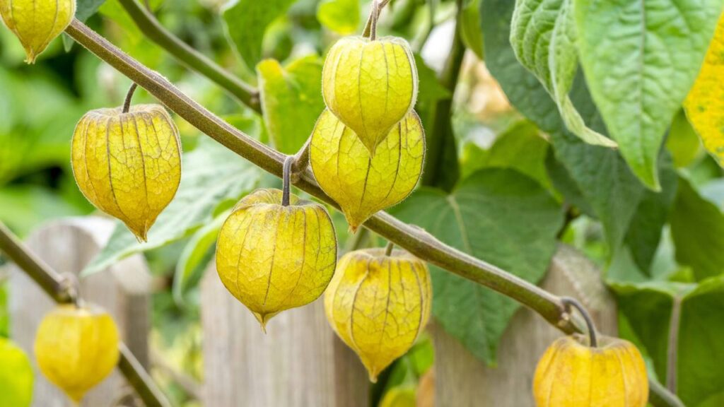 Essa fruta miúda e doce dá frutos o ano inteiro e chama atenção de quem cultiva