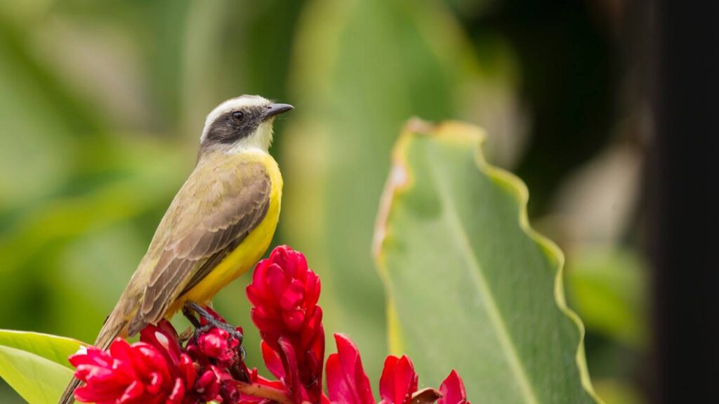 Esse pássaro muda o canto conforme a estação do ano e quase ninguém percebe