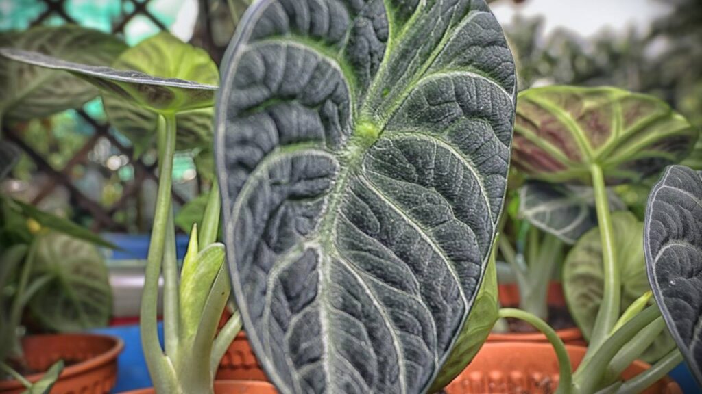 Essa planta ornamental é vista como símbolo de proteção e força em muitas culturas