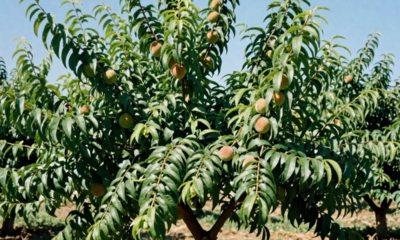Plantar pêssego em regiões quentes é possível quando alguns cuidados são respeitados