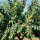Plantar pêssego em regiões quentes é possível quando alguns cuidados são respeitados