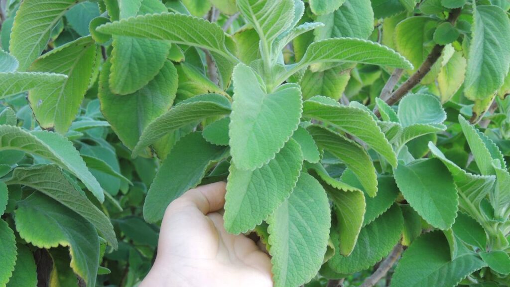 O boldo ajuda a proteger a horta e incomoda insetos de forma natural