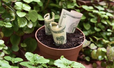 A planta da prosperidade que cresce fácil e deixa o escritório mais leve e cheio de energia boa