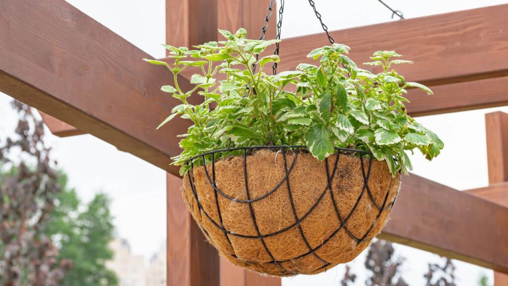 O dinheiro em penca traz uma sensação gostosa de alegria no ambiente